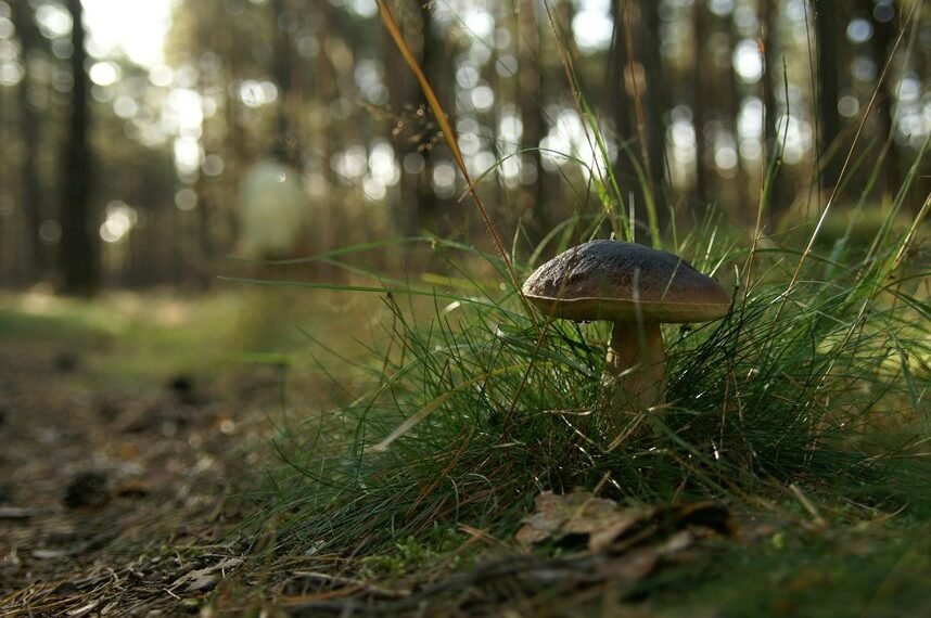 backlink campaign for ranking