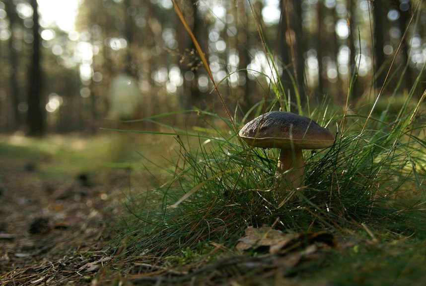 backlink campaign for ranking